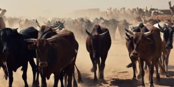 Police Rescue Kidnapped Individuals and Recover 303 Stolen Cattle in Kaduna