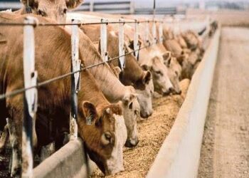 Livestock sector contributes 30% of rural economy, 10% GDP – Minister