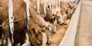 Livestock sector contributes 30% of rural economy, 10% GDP – Minister