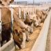 Livestock sector contributes 30% of rural economy, 10% GDP – Minister