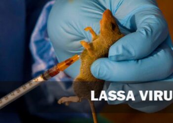 NCDC raises alarm over rising Lassa fever cases amid peak season