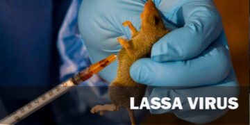NCDC raises alarm over rising Lassa fever cases amid peak season