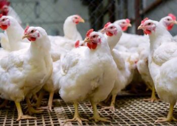 Christmas: Poultry farmers anticipate low chicken sales