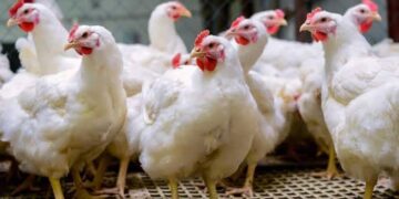 Christmas: Poultry farmers anticipate low chicken sales
