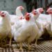 Christmas: Poultry farmers anticipate low chicken sales