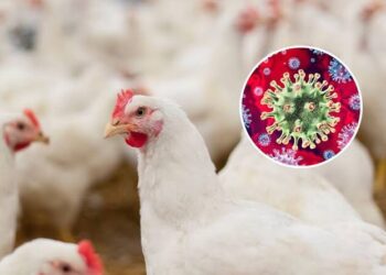 Kano Govt issues alert on Bird flu outbreak