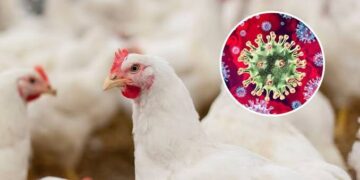 Kano Govt issues alert on Bird flu outbreak