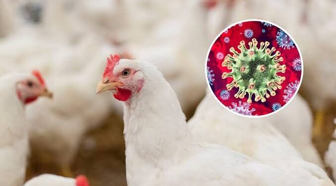 Kano Govt issues alert on Bird flu outbreak
