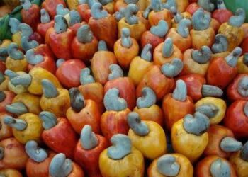 Cashew industry capable of injecting $3.7 bn to Nigerian economy – Association