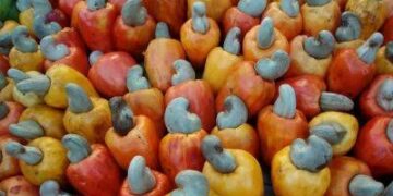 Cashew industry capable of injecting $3.7 bn to Nigerian economy – Association