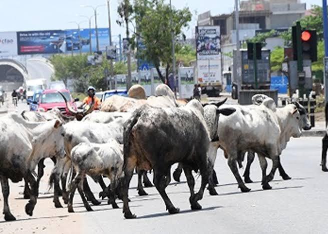 Stray Cows Will Be Slaughtered Fed To Prisoners