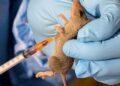 Lassa Fever, Meningitis Kill 366 in 24 states – NCDC