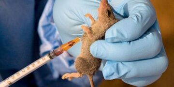 Lassa Fever, Meningitis Kill 366 in 24 states – NCDC