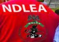 Kano Drug Kingpin, Sulaiman Danwawu, Faces Eight Drug Charges from NDLEA