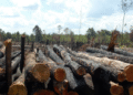 Benue LG Boss Bans Forest Logging Activities Over Insecurity