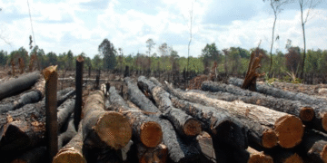 Benue LG Boss Bans Forest Logging Activities Over Insecurity