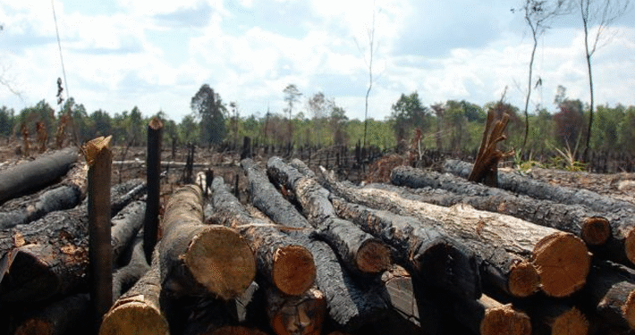 Benue LG Boss Bans Forest Logging Activities Over Insecurity