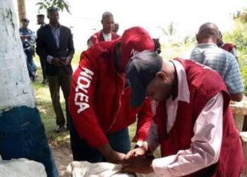 NDLEA Destroys 30-hectare Cannabis Farm in Cross River, Nabs Suspects