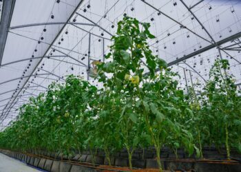 Excitement in Taraba as ‘Cucumber Farm’ Records Bumper Harvest