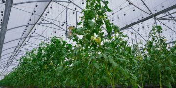 Excitement in Taraba as ‘Cucumber Farm’ Records Bumper Harvest