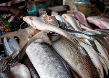 FG to End Fish Importation, Boost Local Production