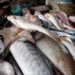 FG to End Fish Importation, Boost Local Production