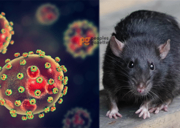 Lassa Fever Killed 152 in Nigeria – NCDC