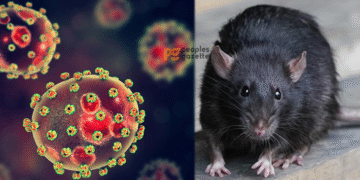 Lassa Fever Killed 152 in Nigeria – NCDC