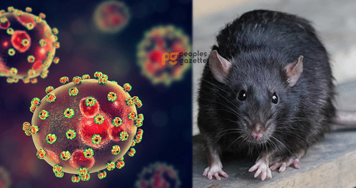 Lassa Fever Killed 152 in Nigeria – NCDC