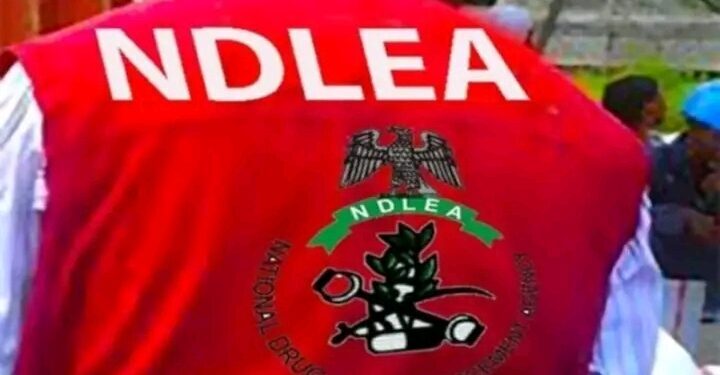 NDLEA Arrests 225 Suspects, Seizes 654.4kg Drugs in Osun
