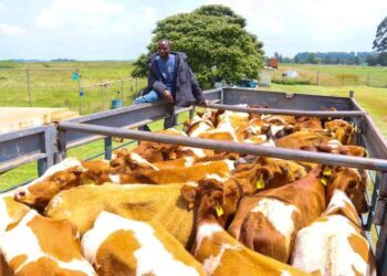PICTORIAL: Kenya Exports 50 Special Dairy Cows To Nigeria