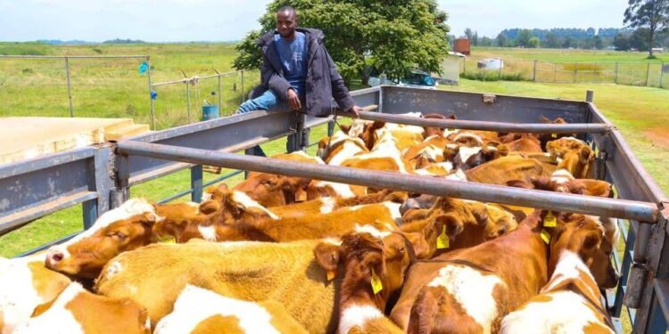 PICTORIAL: Kenya Exports 50 Special Dairy Cows To Nigeria