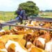 PICTORIAL: Kenya Exports 50 Special Dairy Cows To Nigeria