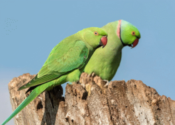 Customs Intercept Cargo of Over 1,620 Endangered Bird Species at Lagos Airport