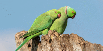 Customs Intercept Cargo of Over 1,620 Endangered Bird Species at Lagos Airport