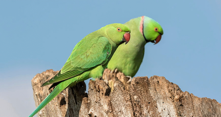 Customs Intercept Cargo of Over 1,620 Endangered Bird Species at Lagos Airport