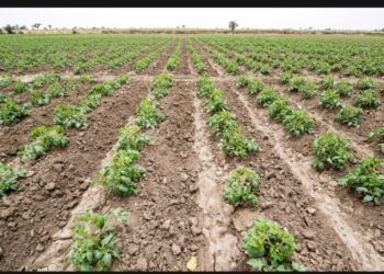 Soil Health Imperative: AFSF 2025 Side Event Links Soil Restoration to Continental CAADP Goals