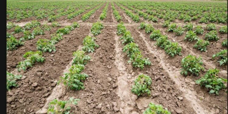 Soil Health Imperative: AFSF 2025 Side Event Links Soil Restoration to Continental CAADP Goals