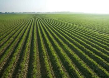 Challenges In Agricultural Sector In Nigeria And National Development