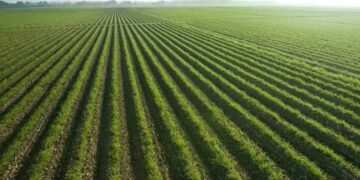 Challenges In Agricultural Sector In Nigeria And National Development