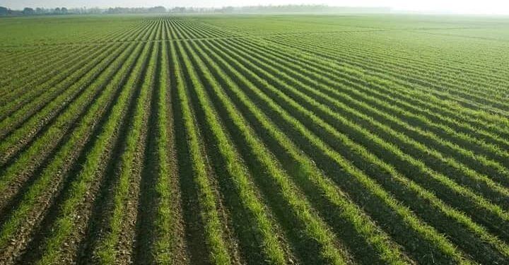 Challenges In Agricultural Sector In Nigeria And National Development