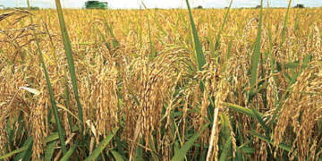 Nasarawa Targets 1.2 Million Bags Of Rice Harvest From State-owned Farm – Gov Sule