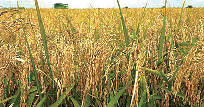 Nasarawa Targets 1.2 Million Bags Of Rice Harvest From State-owned Farm – Gov Sule