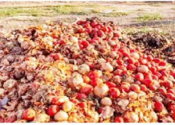 Post-harvest Losses in Kano Dropped by 51% – Official