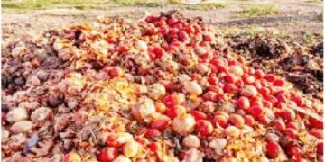 Post-harvest Losses in Kano Dropped by 51% – Official
