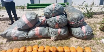 Customs Seizes Cannabis, Tramadol Worth N720 Million in Katsina
