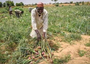 FG, Yobe Govt Empower 520 Onion Farmers With Inputs