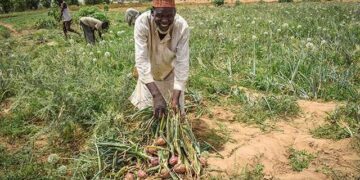FG, Yobe Govt Empower 520 Onion Farmers With Inputs