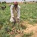 FG, Yobe Govt Empower 520 Onion Farmers With Inputs