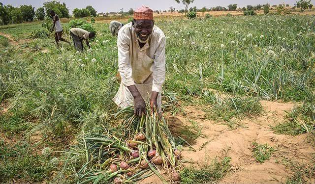 FG, Yobe Govt Empower 520 Onion Farmers With Inputs